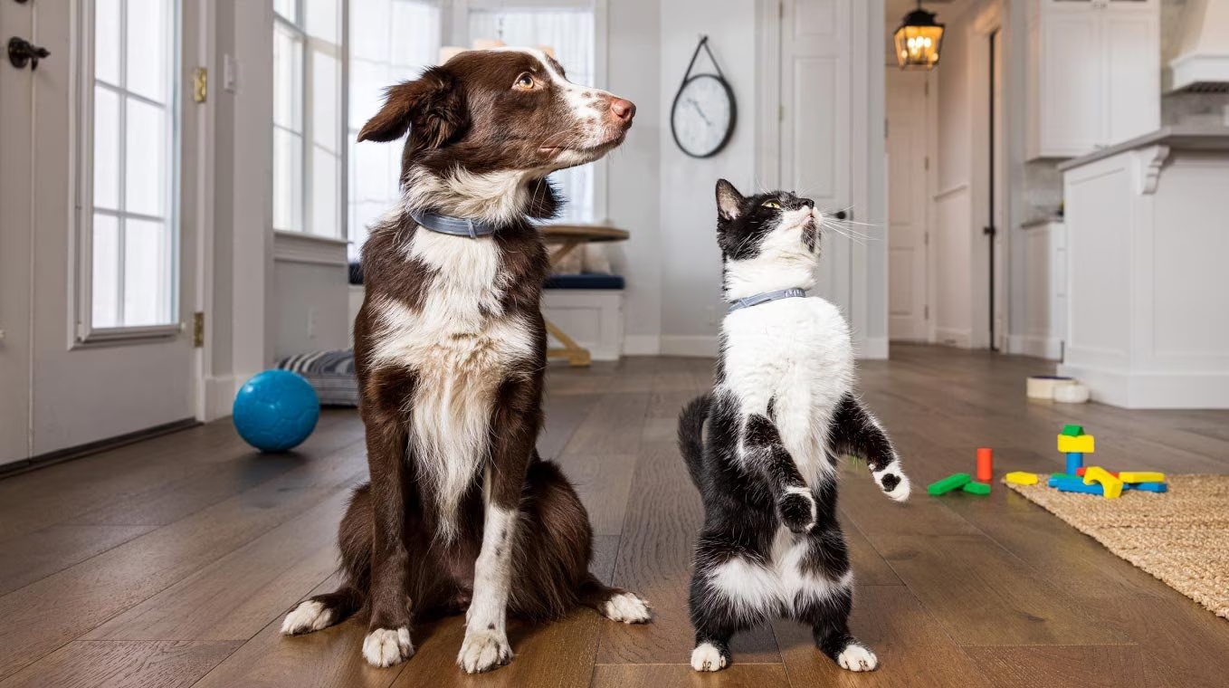 AdTab Compresse Masticabili Antipulci e Antizecche per Cani e Gatti
